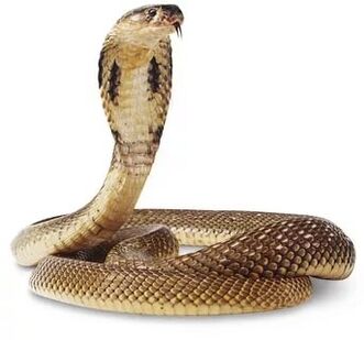 composición da cobra rei
